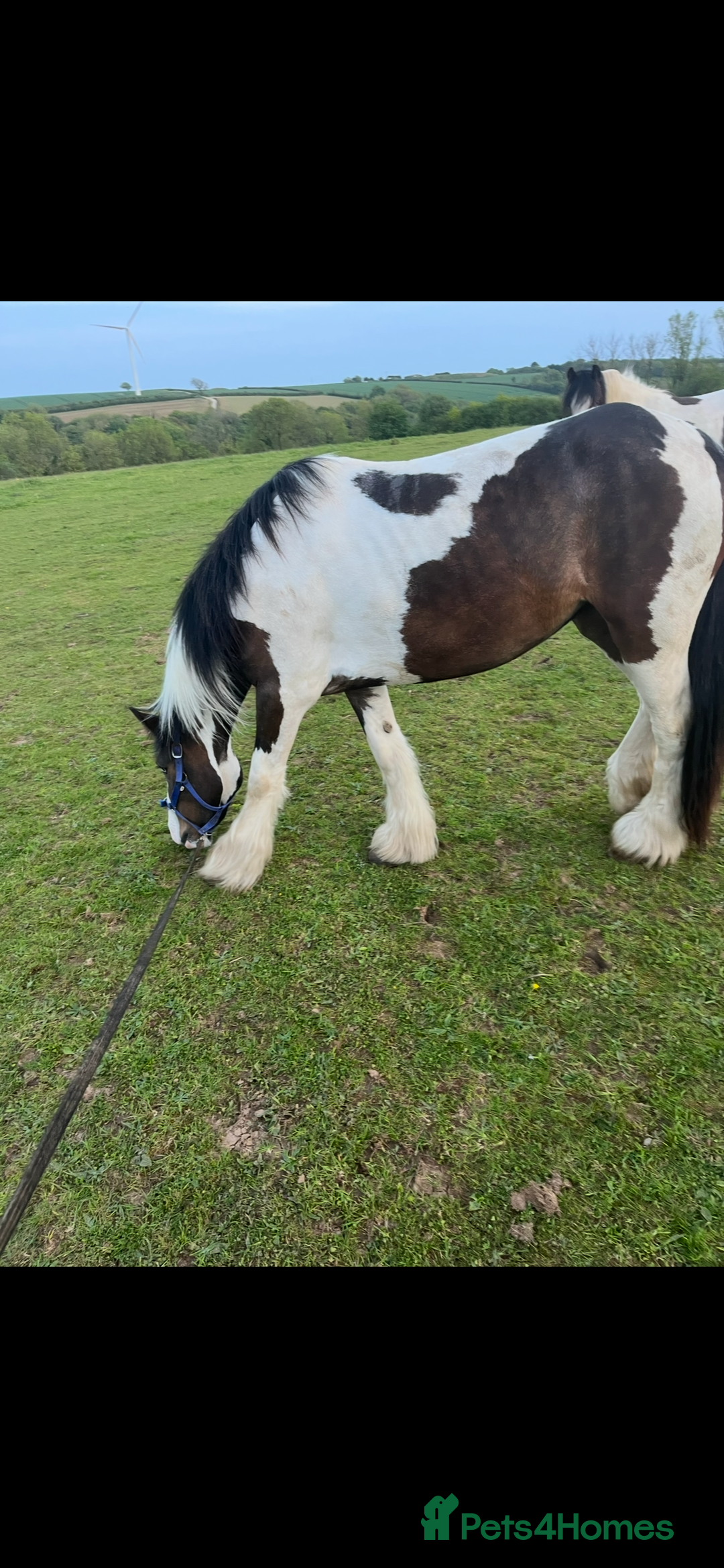 Irish Cob horses for sale: Little colt for sale  - Image 3