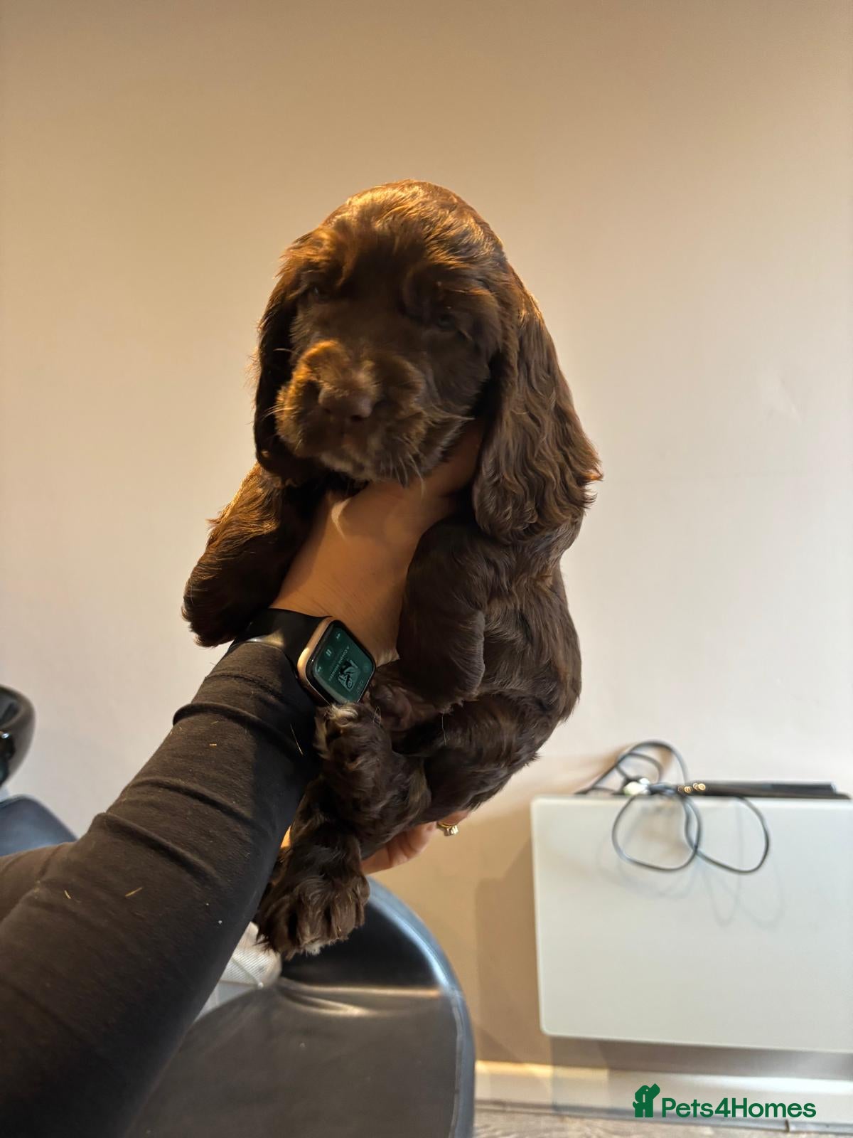 Cocker Spaniel dogs * Now taking Viewings* Show Cocker Spaniel Pups - Advert 20