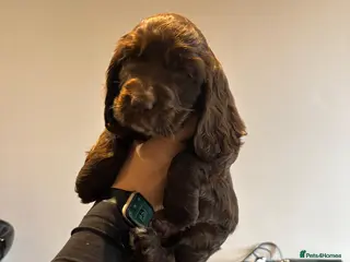 Cocker Spaniel dogs * Now taking Viewings* Show Cocker Spaniel Pups - Advert 20