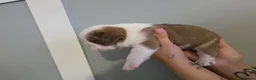 Mixed Breed dogs for sale: 2 beautiful British bulldog cross pups  - Advert 6