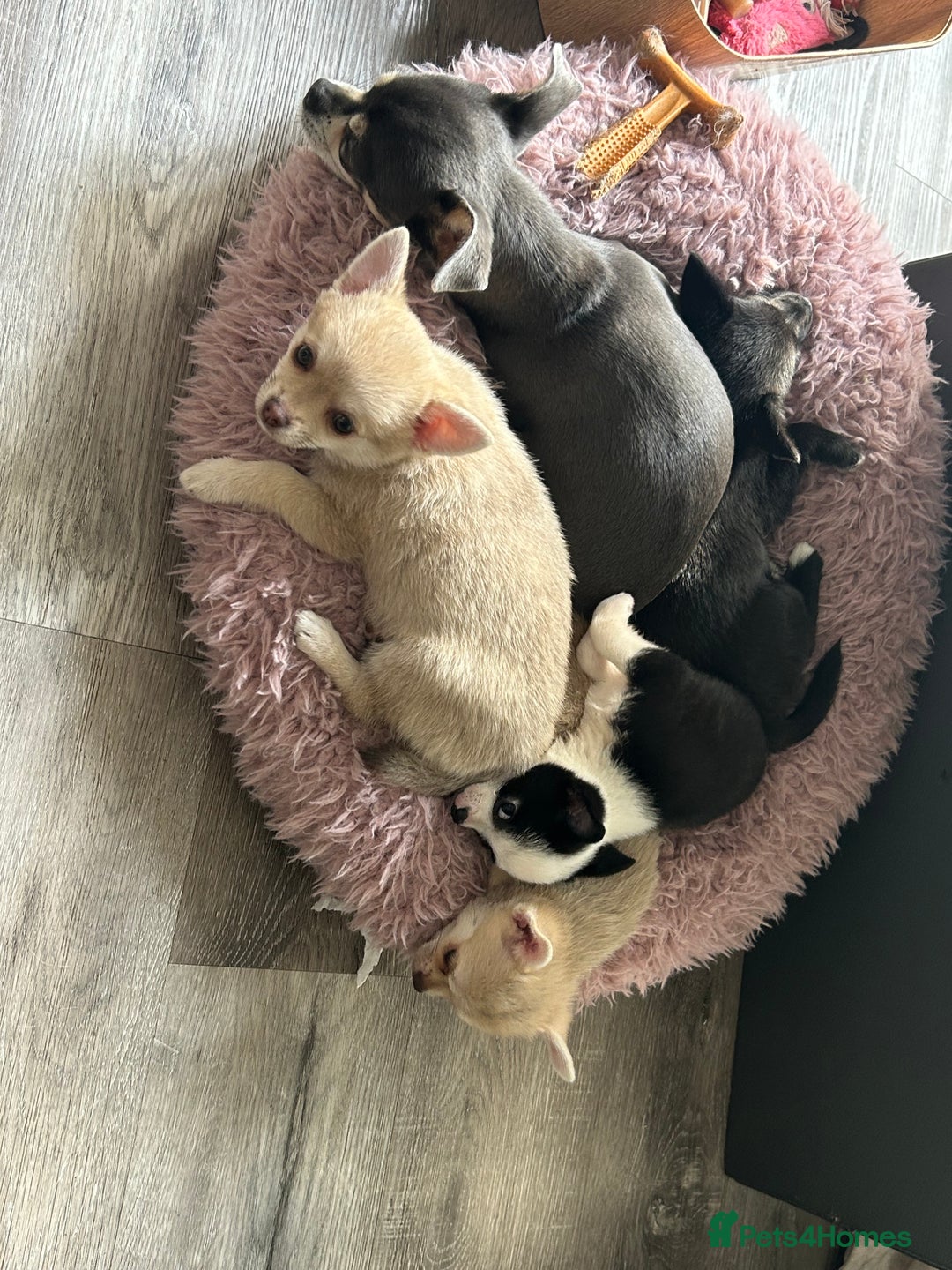 Chihuahua dogs for sale: READY NOW chihuahua x Pom puppies  - Image 23