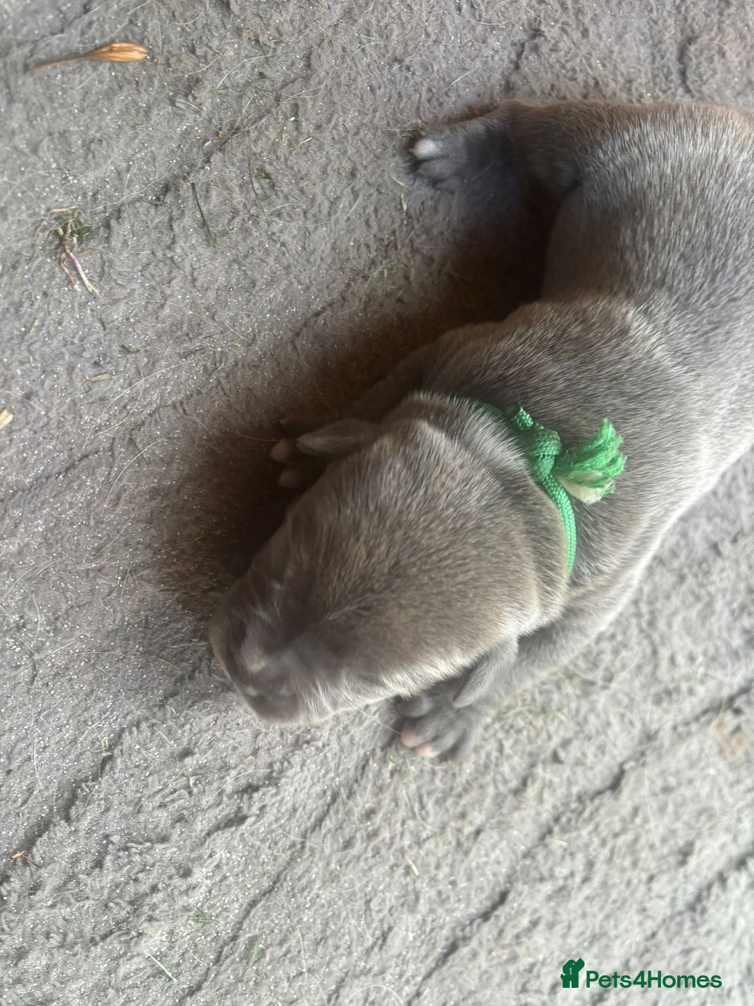 Staffordshire Bull Terrier dogs for sale: 6 kc registered blue staffys for sale :) - Image 12
