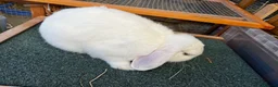 Mini Lop rabbits for sale: 🤍 Beautiful White Male English Lop Bunny 🤍 in Gloucester - Advert 5