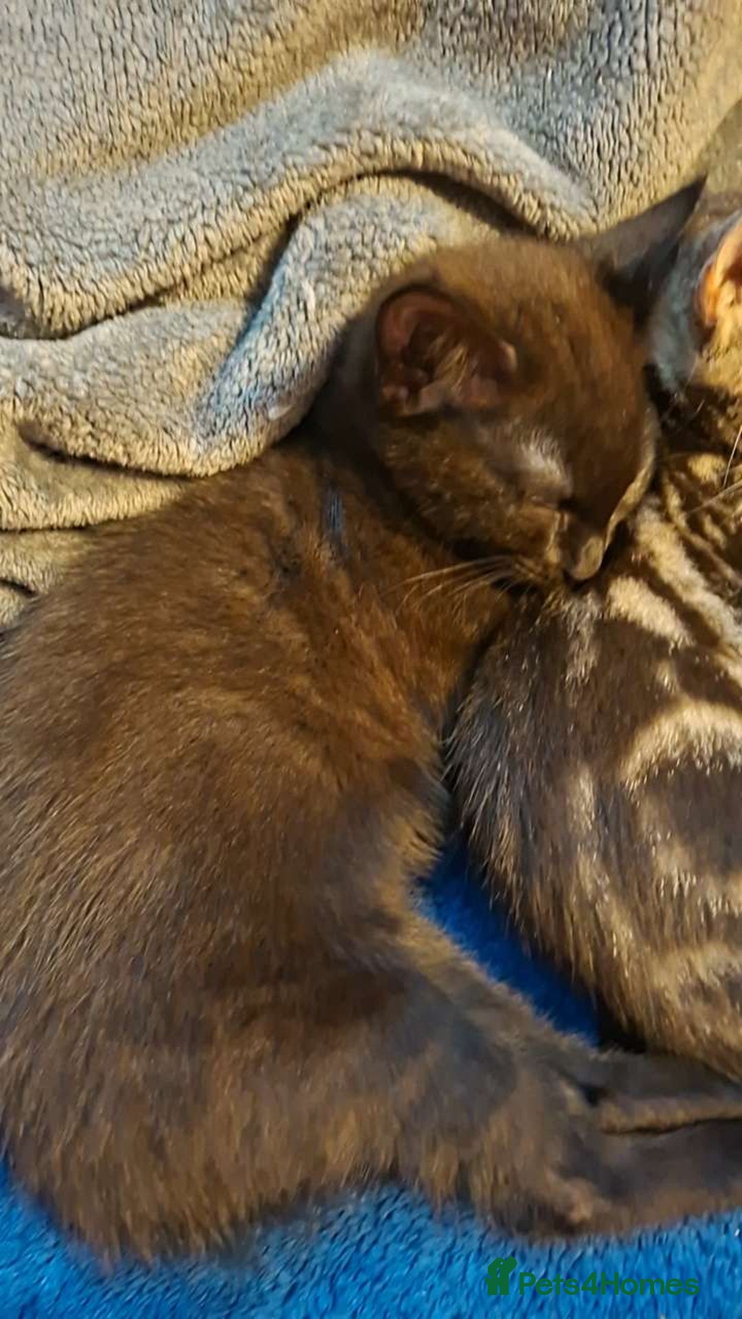 Domestic Shorthair cats for sale: 1 black female kitten for sale  - Advert 3