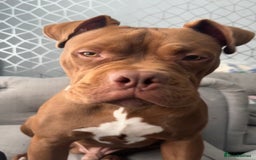 Mixed Breed dogs for sale: Hi, I’m Benson.  in Manchester - Image 4