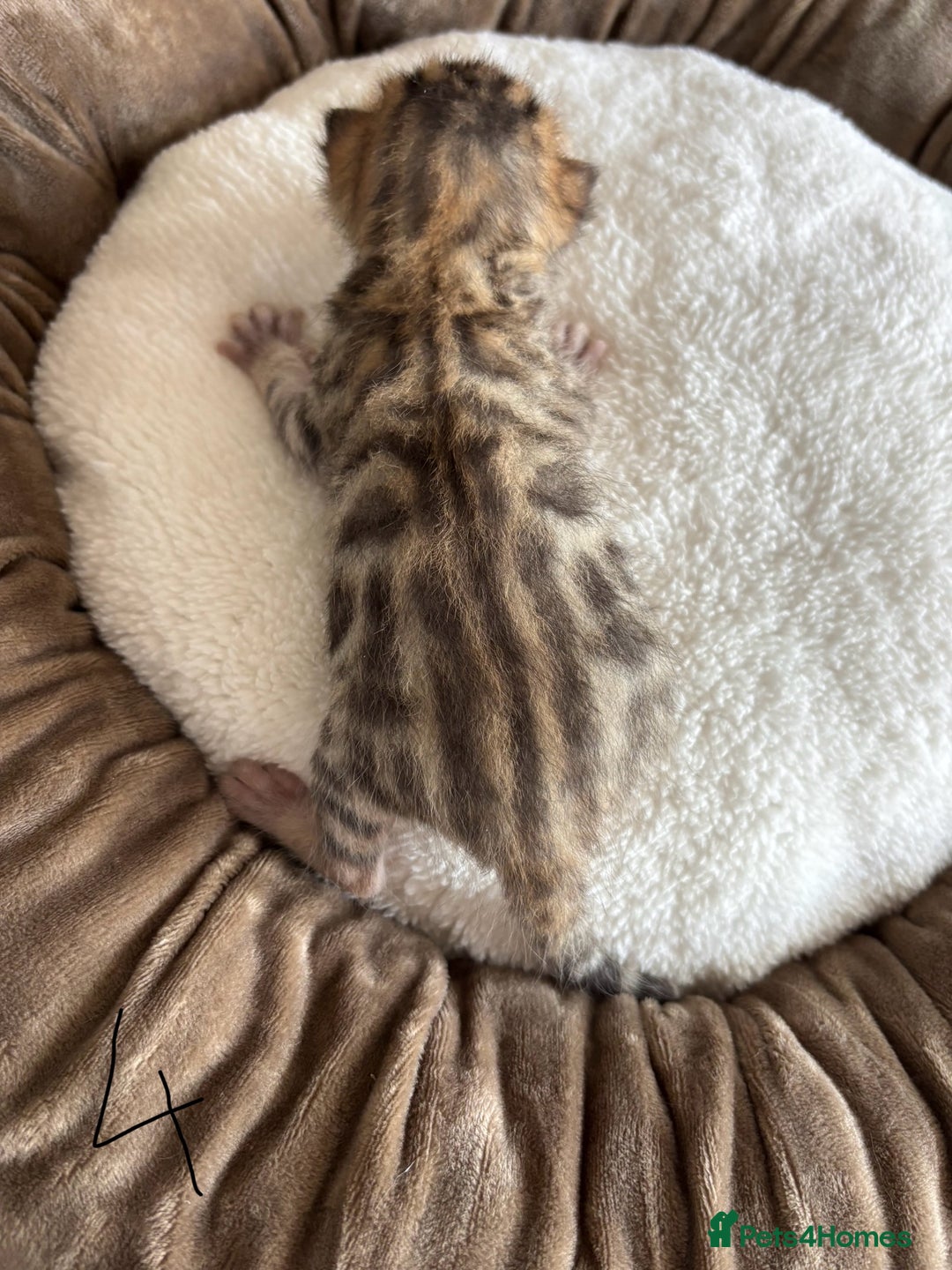 Bengal cats for sale: Bengal kittens - Image 13