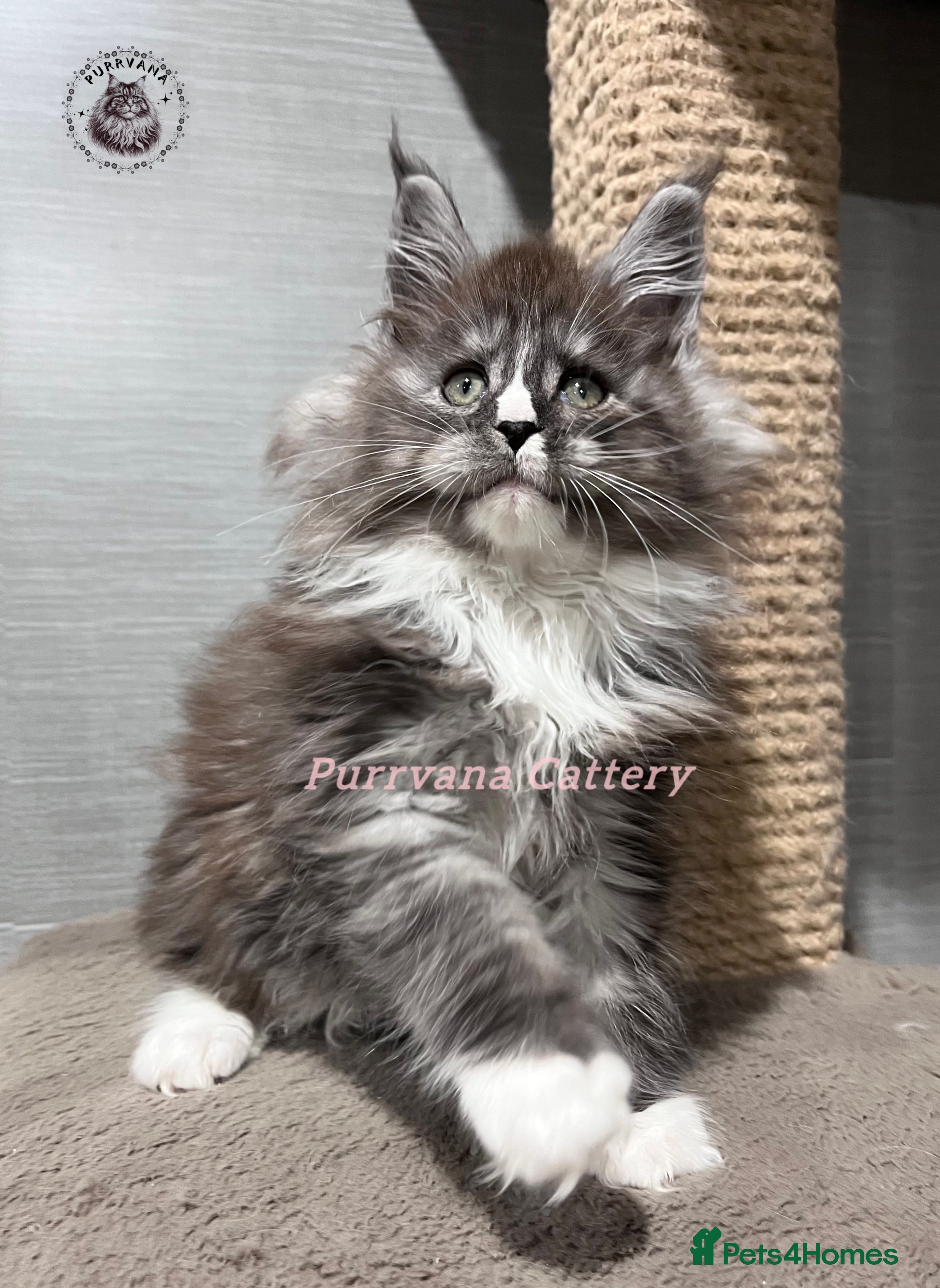 Maine Coon cats TICA registration Stunning Maine coon kittens - Advert 8