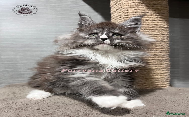 Maine Coon cats TICA registration Stunning Maine coon kittens - Advert 9