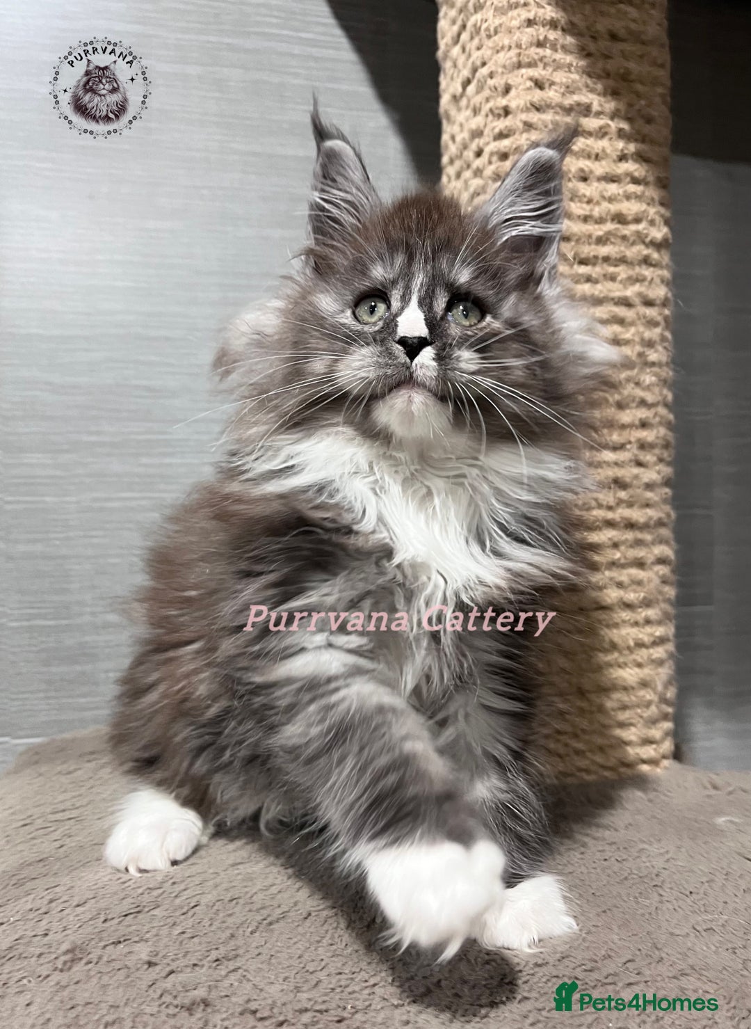 Maine Coon cats for sale: TICA registration Stunning Maine coon kittens - Advert 1