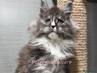 Maine Coon cats TICA registration Stunning Maine coon kittens - Advert 8