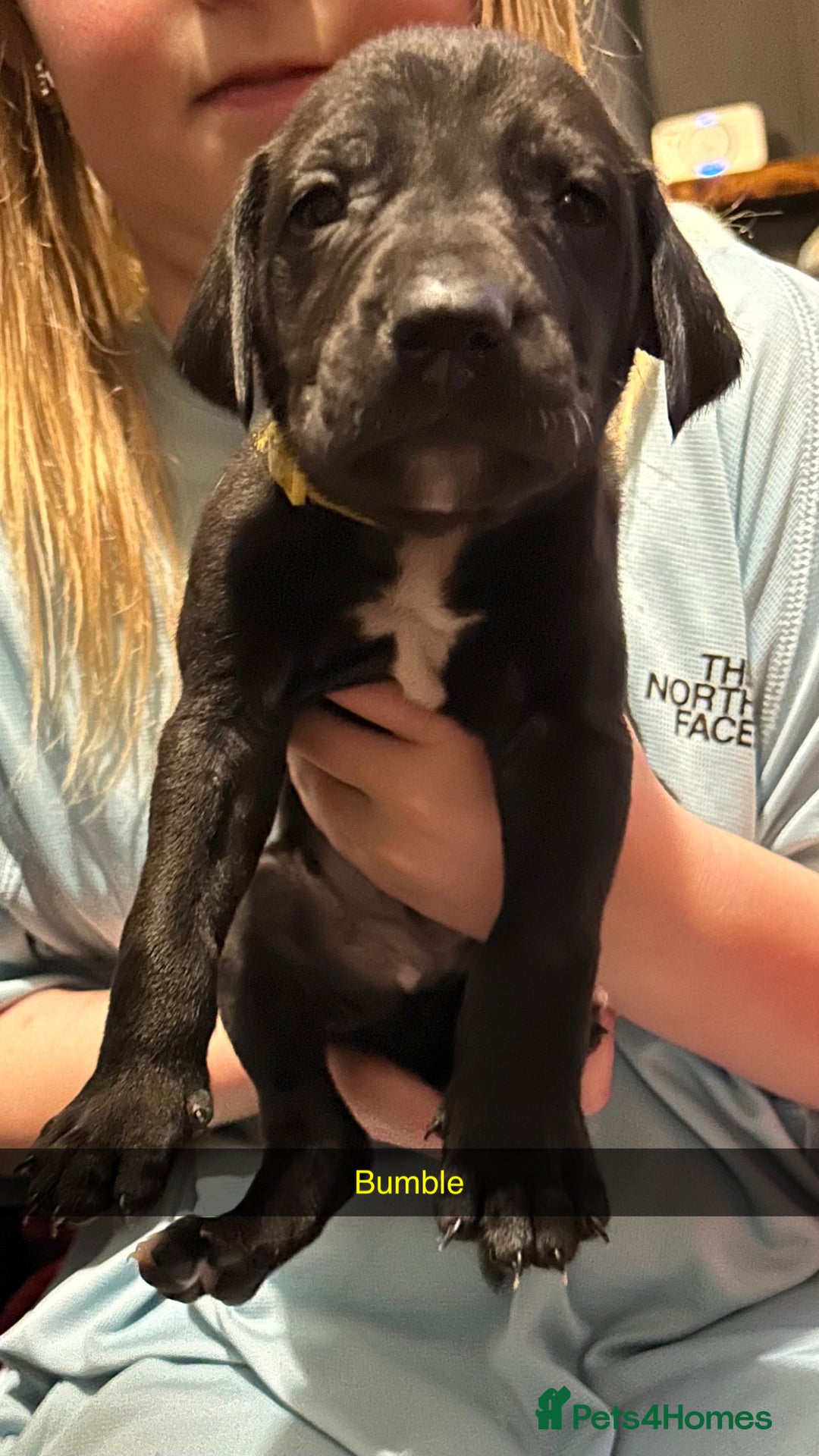 Lurcher dogs for sale: Lurcher pups  - Advert 7