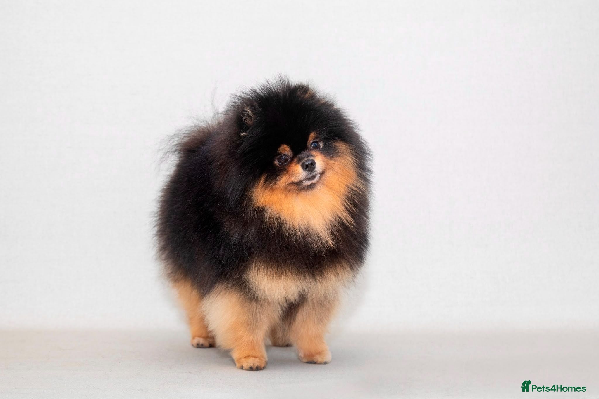 Pomeranian dogs Gorgeous KC Pomeranian Puppies, Boy & Girl Ready - Advert 2