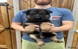 German Shepherd dogs for sale: KC FEMALE GSD PUPPIES - Image 20