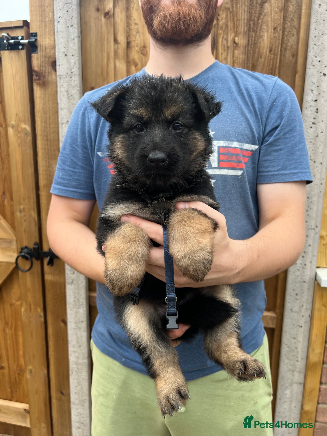 German Shepherd dogs for sale: KC FEMALE GSD PUPPIES - Image 20