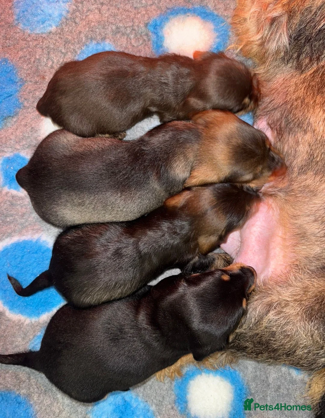 Miniature Dachshund dogs for sale: 💜Stunning KC Mini Wirehair Dachshunds💜 - Advert 13