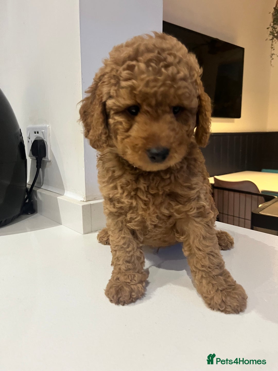 Mini Goldendoodle dogs for sale: 🌟 Mini Goldendoodle Puppies 8 Weeks Old 🌟 - Image 8