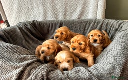 Cocker Spaniel dogs for sale: Golden English Show Cocker Spaniel puppies - Image 35