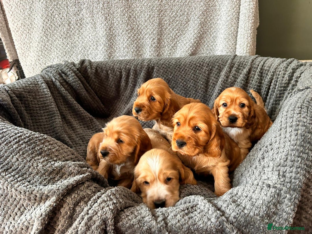 Cocker Spaniel dogs for sale: Golden English Show Cocker Spaniel puppies - Image 35