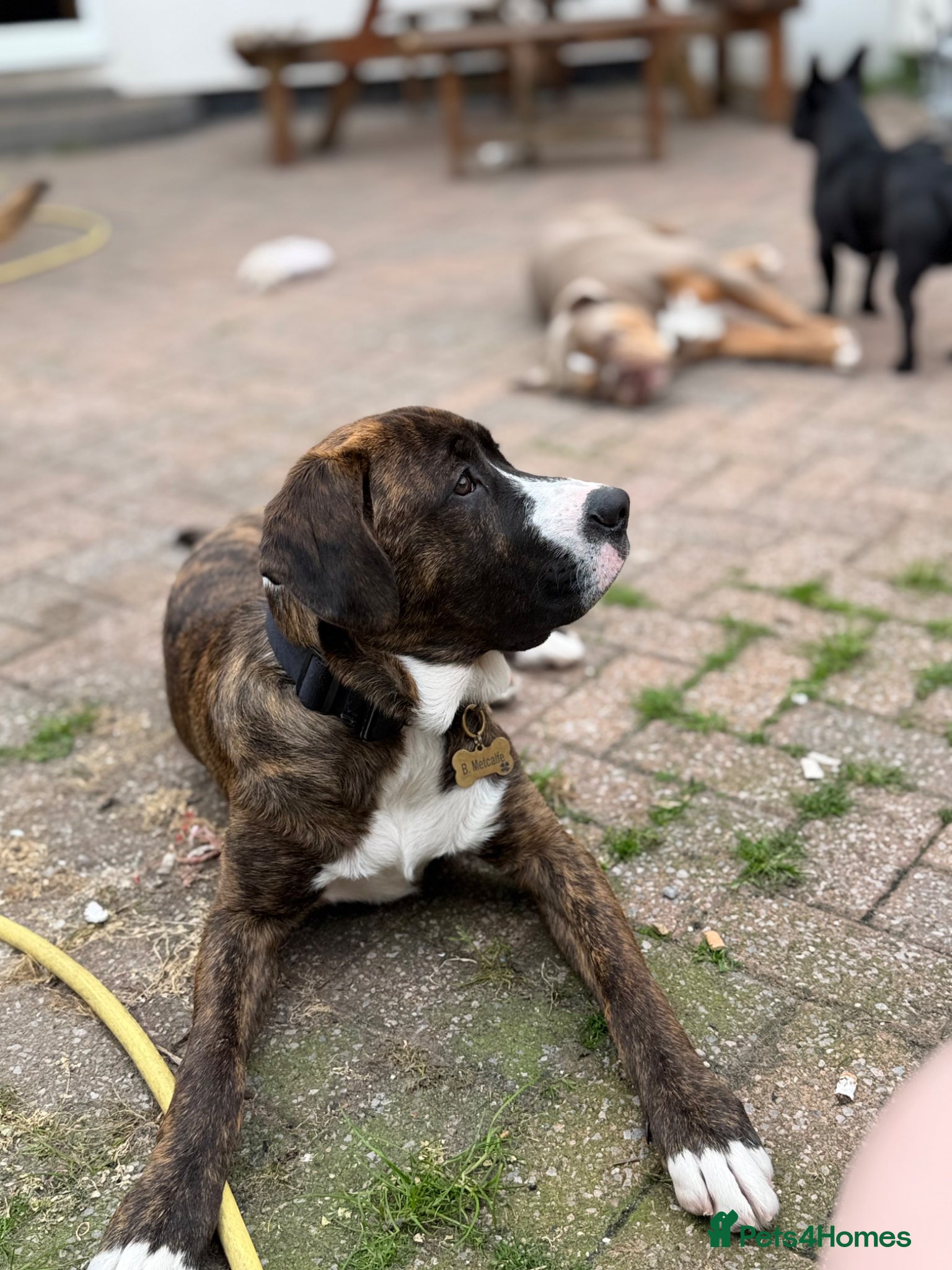 Mixed Breed dogs for sale: cane corso x labrador  - Advert 4
