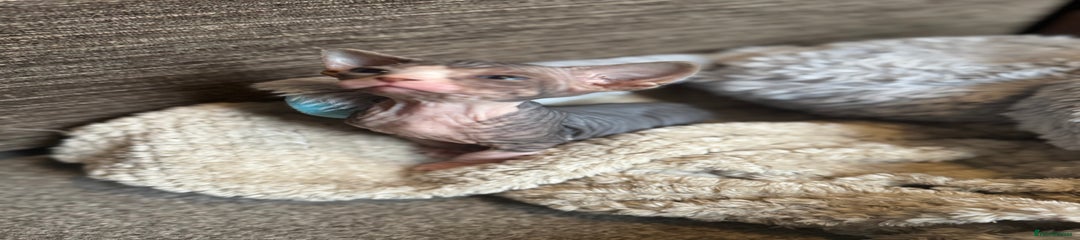 Sphynx Kitten 1