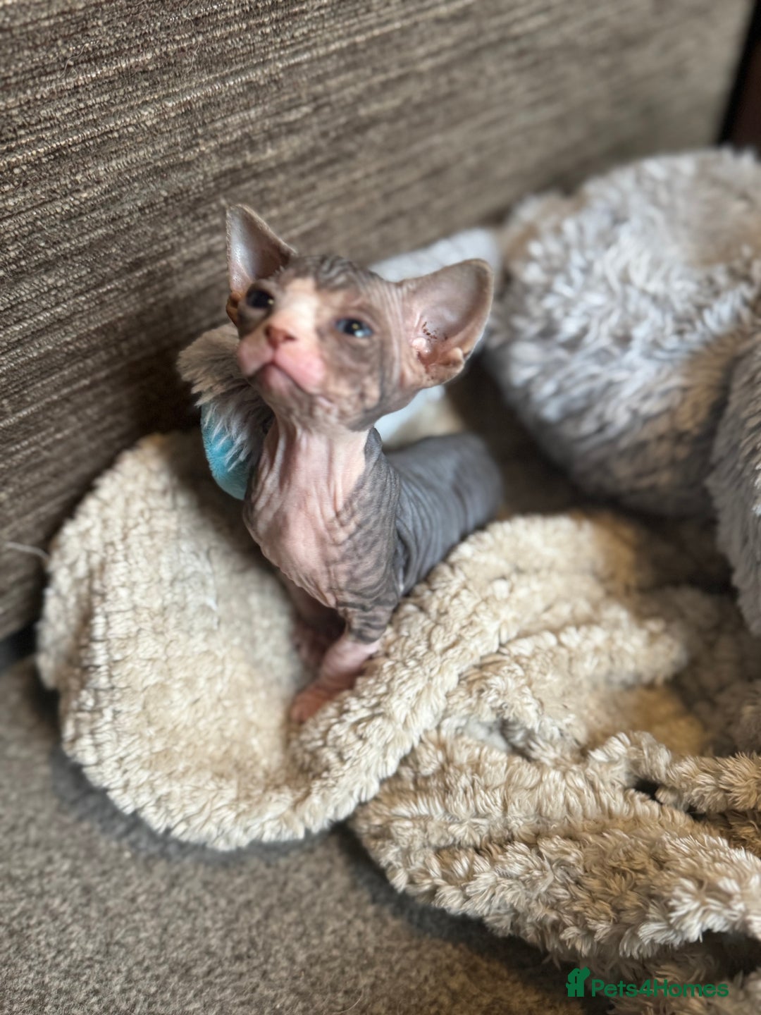 Sphynx cats for sale: Sphynx girls looking for new beds to snuggle in - Image 6
