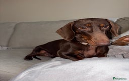 Miniature Dachshund dogs for sale: Female Choc & Tan Miniature Dachshund - Image 5