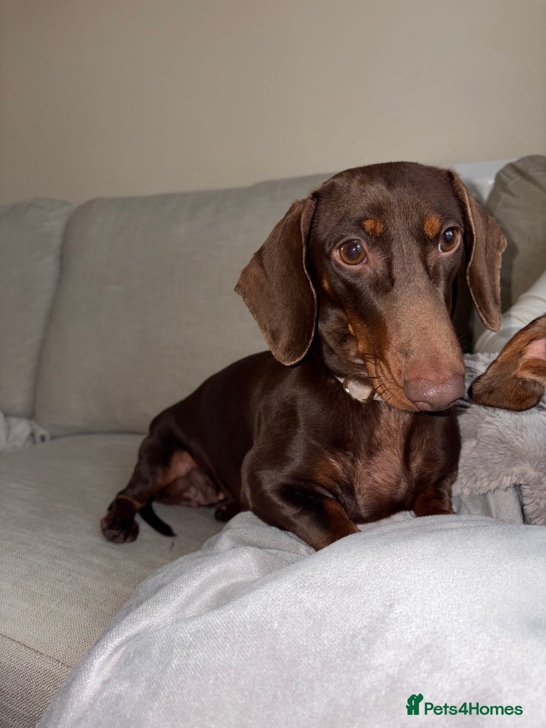 Miniature Dachshund dogs for sale: Female Choc & Tan Miniature Dachshund - Image 5