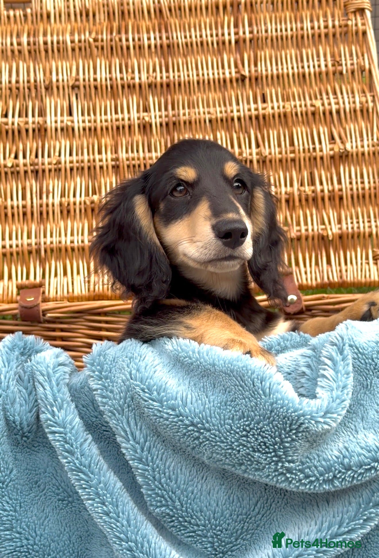 Miniature Dachshund dogs TRADITIONAL LONGHAIR MINI DACHSHUND  - Advert 1