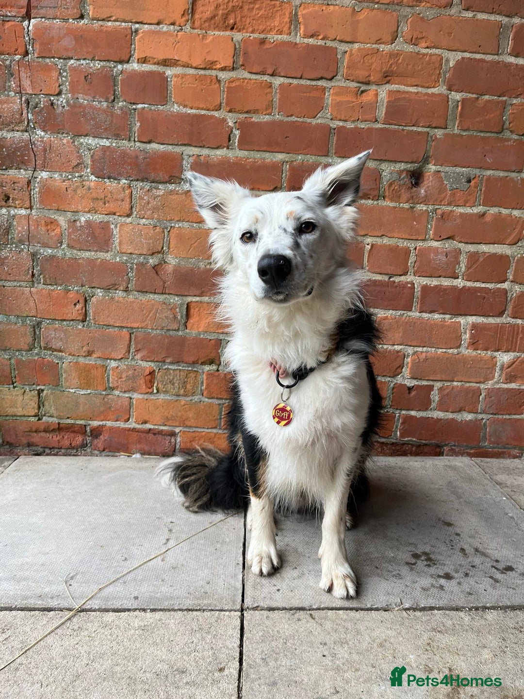 Border Collie dogs for sale: FOR REHOMING: Griff – 3-year-old Border Collie - Advert 1