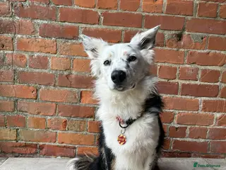 Border Collie dogs FOR REHOMING: Griff – 3-year-old Border Collie - Advert 3