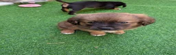 Mixed Breed dogs for sale: Cavajack x Pomeranian puppies  in Dereham - Advert 12