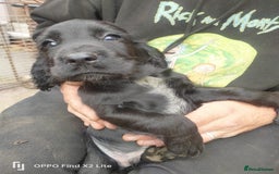 Cocker Spaniel dogs for sale: Working Cocker Spaniel Puppies For Sale - Image 7