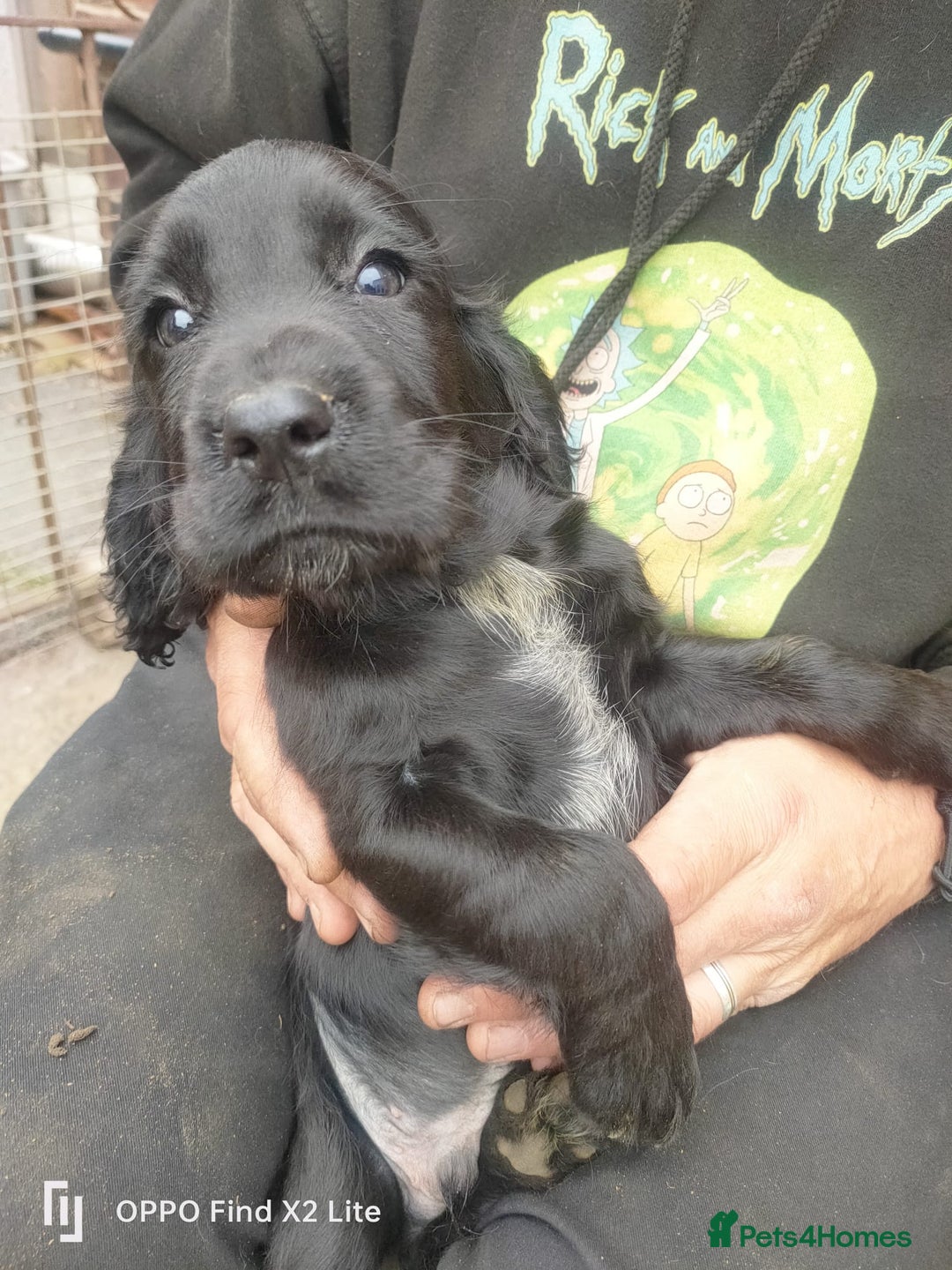 Cocker Spaniel dogs for sale: Working Cocker Spaniel Puppies For Sale - Image 7
