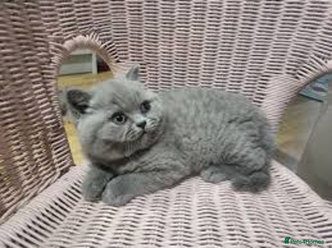 British Shorthair cats for sale:  fluffy BSH kittens - Advert 2
