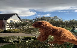 Poochon dogs for sale:  Loving Puppies Looking for Their Forever Homes 🏡 - Image 11