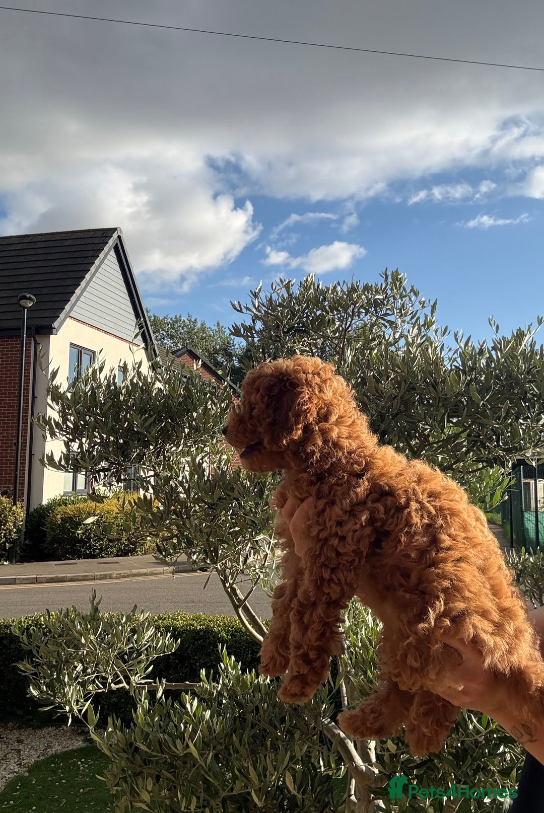Poochon dogs for sale:  Loving Puppies Looking for Their Forever Homes 🏡 - Image 11