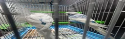 Budgerigars birds for sale: Few pair of budgies with cage  - Advert 10