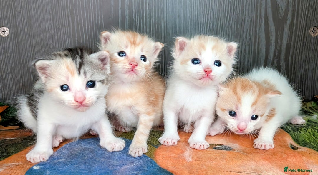 Maine Coon cats for sale: Maine coon  - Image 14