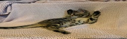 Bengal cats for sale: Bengal x Maine Coon Cross - Advert 15