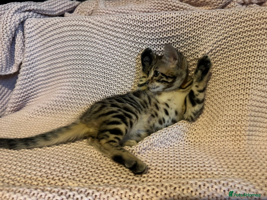Bengal cats for sale: Bengal x Maine Coon Cross - Advert 15