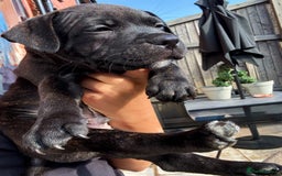 Staffordshire Bull Terrier dogs for sale: Pharaon bloodline KC reg Puppy  - Image 5