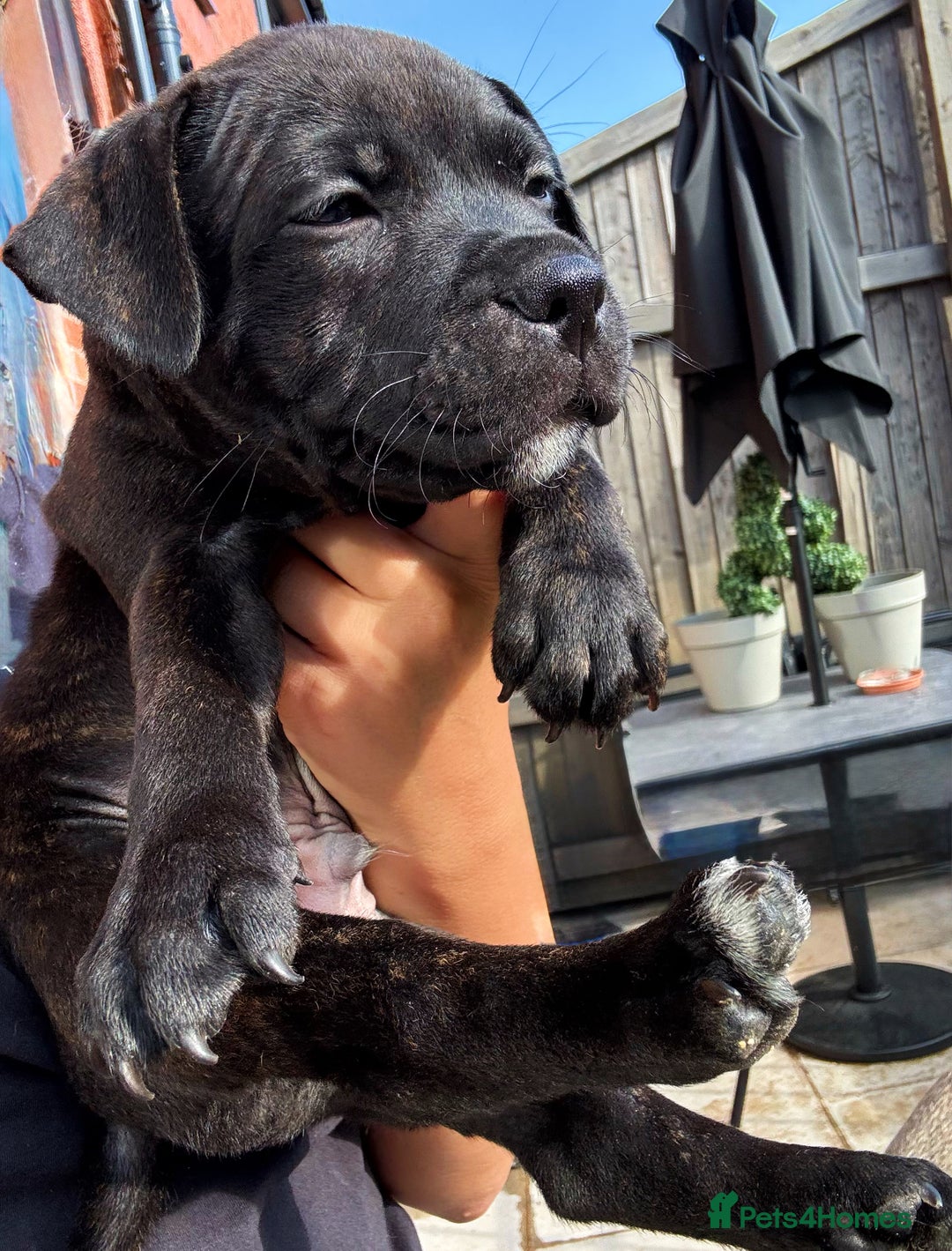Staffordshire Bull Terrier dogs for sale: Pharaon bloodline KC reg Puppy  - Image 5