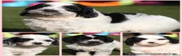 Cavalier King Charles Spaniel dogs for stud: Prince 👑 Heart Tested -Professional Stud Service  - Advert 12