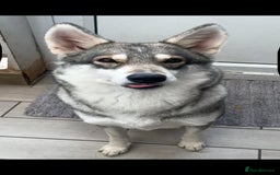 German Shepherd dogs for sale: Stunning German Shepherd/Utonagan Puppies  - Image 4