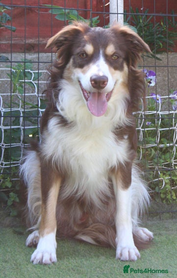 Border Collie dogs At STUD red tri Border Collie - Advert 6