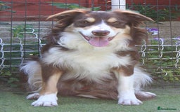 Border Collie dogs for stud: At STUD red tri Border Collie - Image 1
