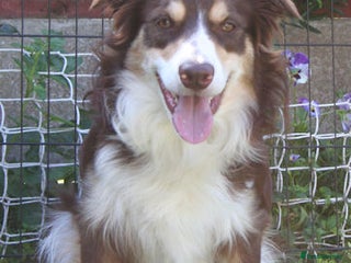 Border Collie dogs - Advert 6