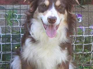 Border Collie dogs At STUD red tri Border Collie - Advert 2