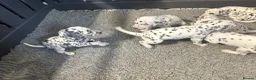 Dalmatian dogs for sale: Black and white puppies  - Advert 11