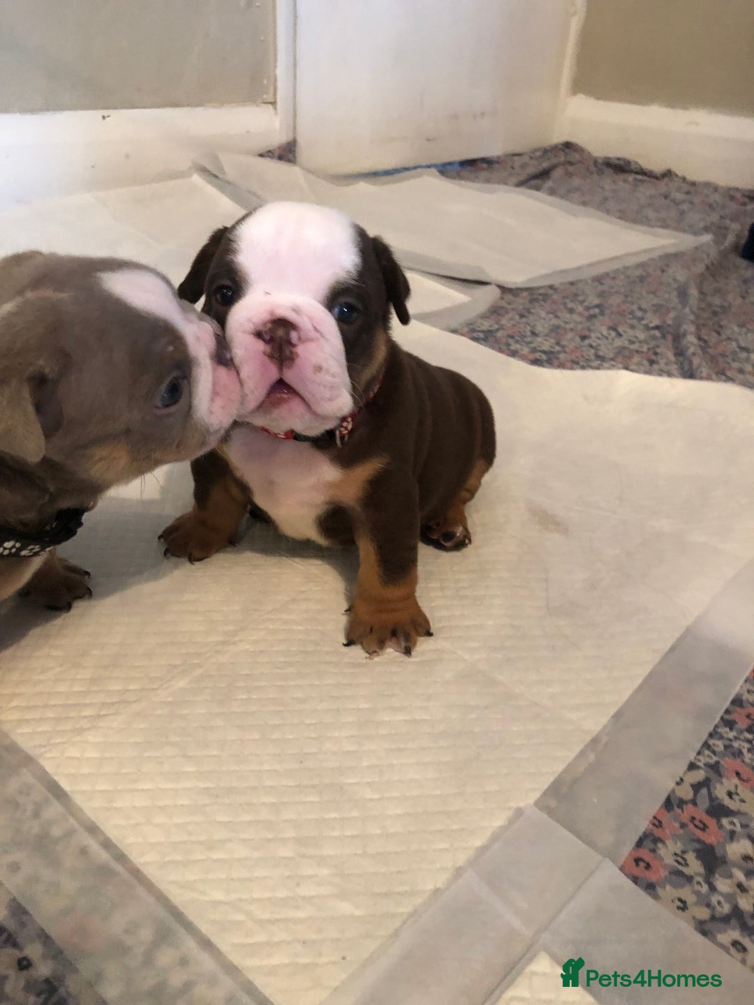 English Bulldog dogs for sale: Stunning English bulldogs - Image 11